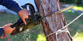 Best Tree Health Inspection  in Floydada, TX