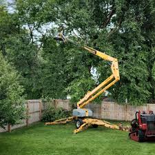 Best Palm Tree Trimming  in Floydada, TX