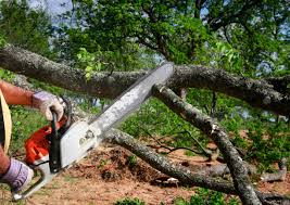 Best Tree and Shrub Care  in Floydada, TX