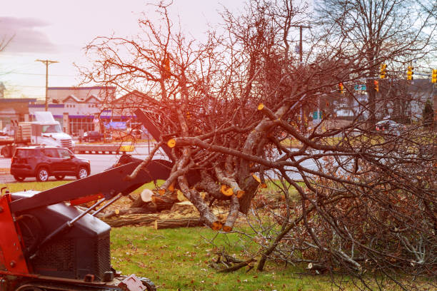 Best Emergency Tree Removal  in Floydada, TX