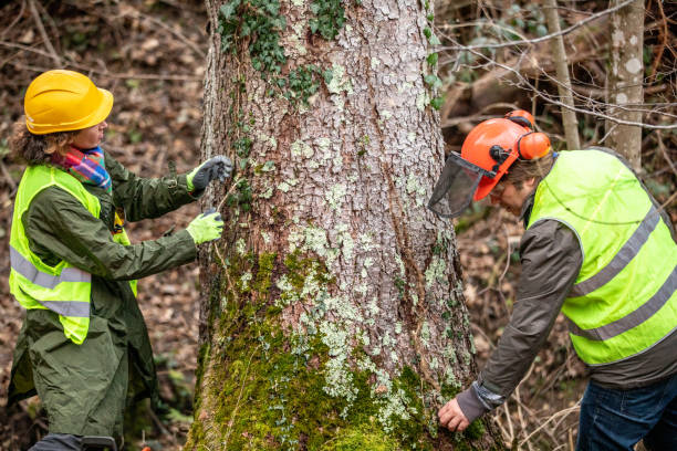 Best Tree Maintenance Programs  in Floydada, TX