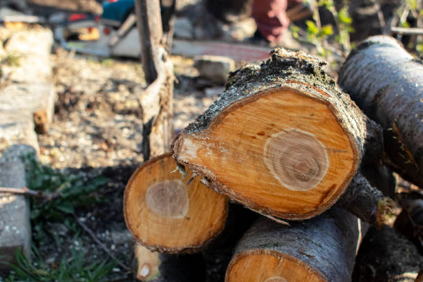 How Our Tree Care Process Works  in  Floydada, TX