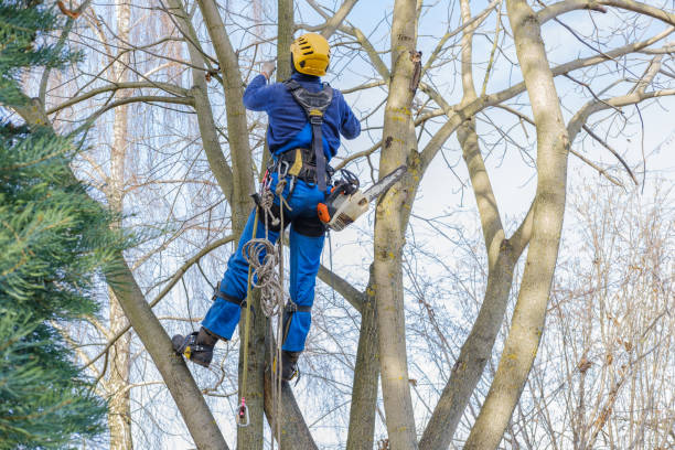 Best Tree Cabling and Bracing  in Floydada, TX