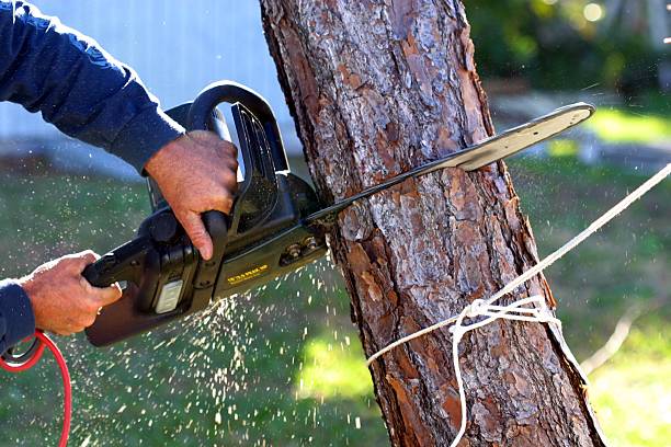 Best Weed Control  in Floydada, TX