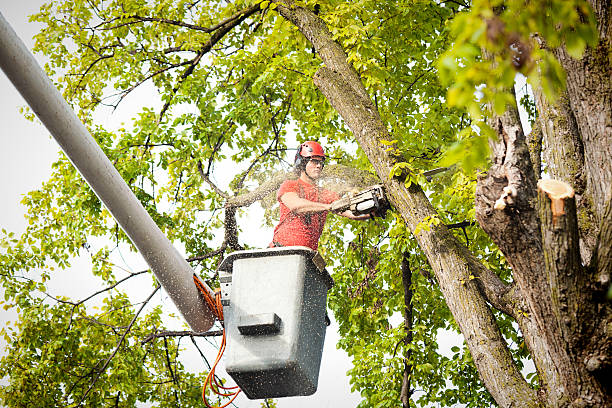 Best Commercial Tree Services  in Floydada, TX