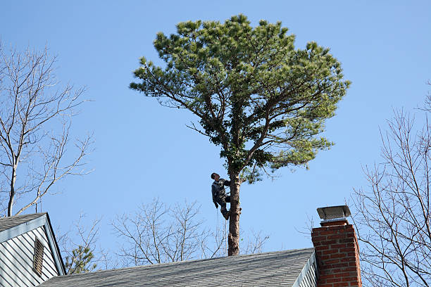 Reliable Floydada, TX Tree Services Solutions